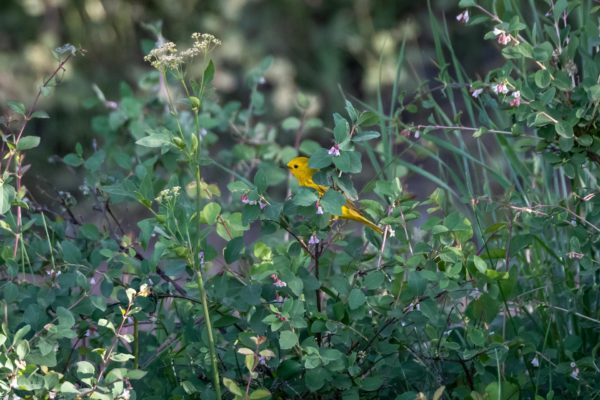 Goldwaldsänger [Setophaga petechia]