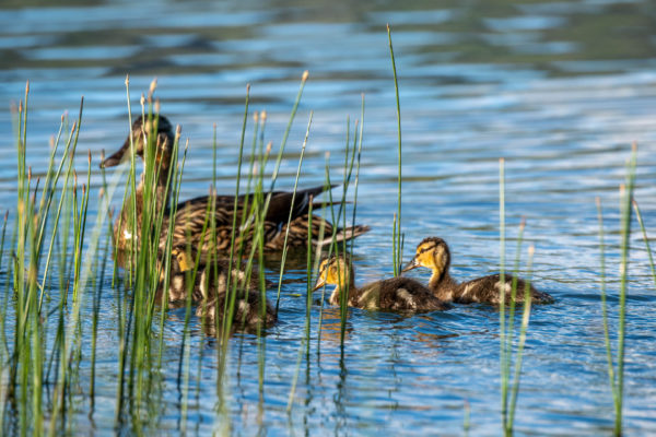 Stockente [Anas platyrhynchos]