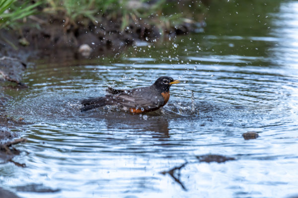 Wanderdrossel [Turdus migratorius]