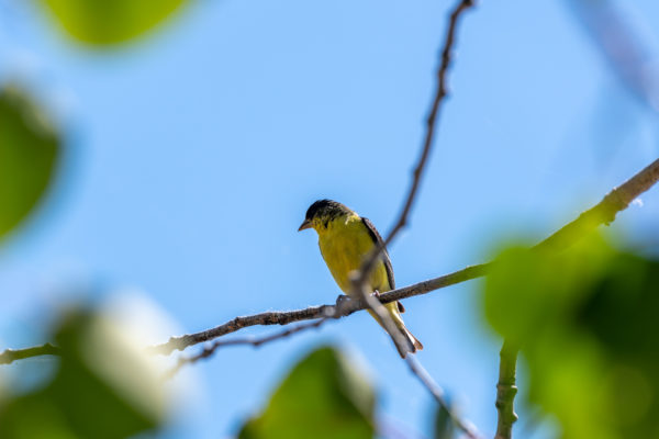 Mexikozeisig [Carduelis psaltria]