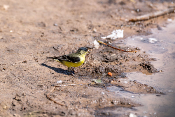 Mexikozeisig [Carduelis psaltria]