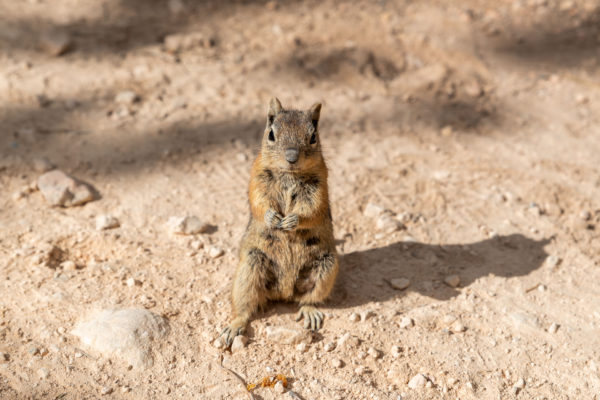 Streifenhörnchen [Tamias umbrinus]