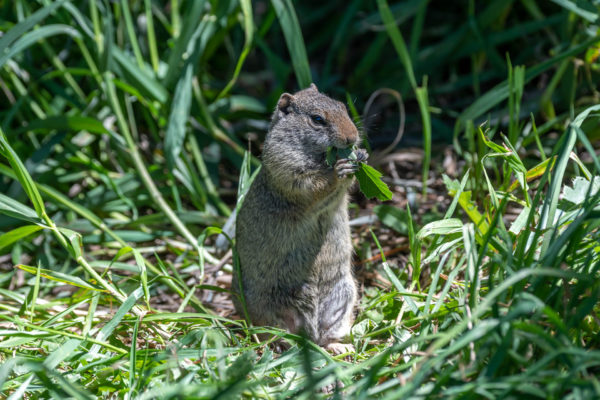 Uinta-Ziesel [Spermophilus armatus]