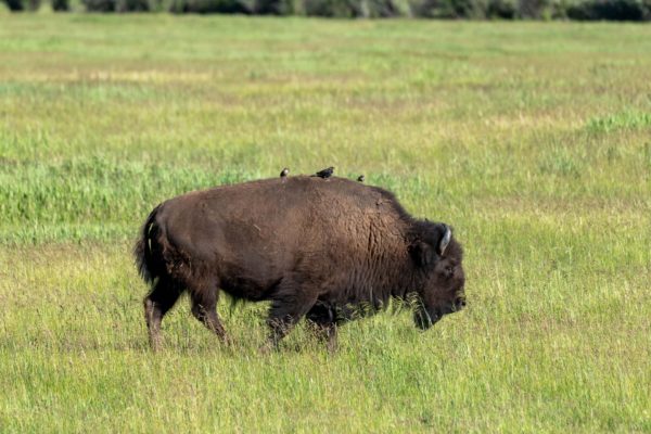 Bison [Bos bison]