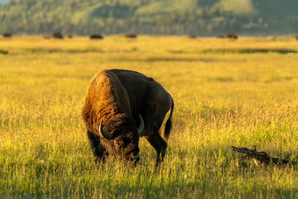 Bison [Bos bison]