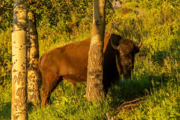 Bison [Bos bison]