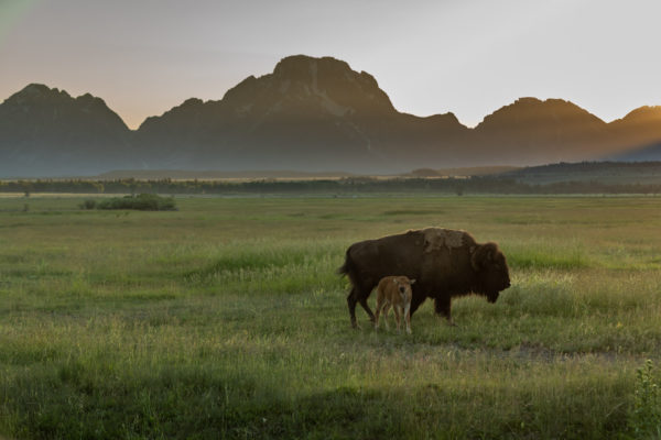 Bison [Bos bison]