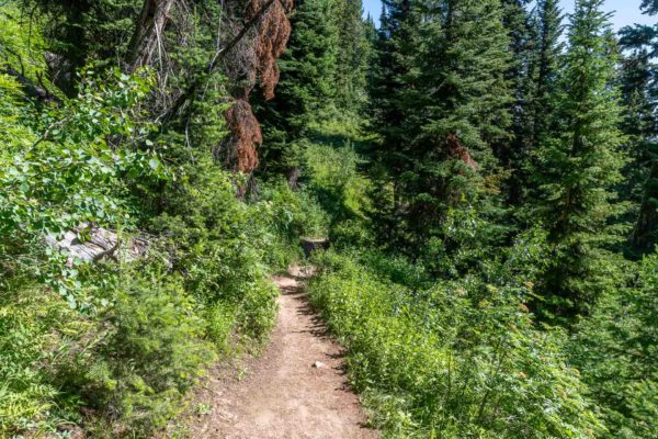 Wanderweg zum Surprise Lake