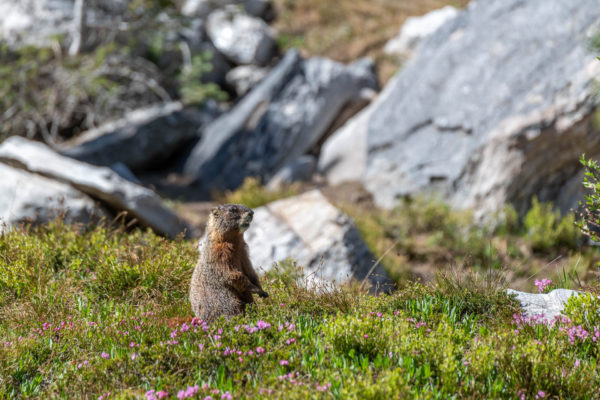 Gelbbauchmurmeltier [Marmota flaviventris]