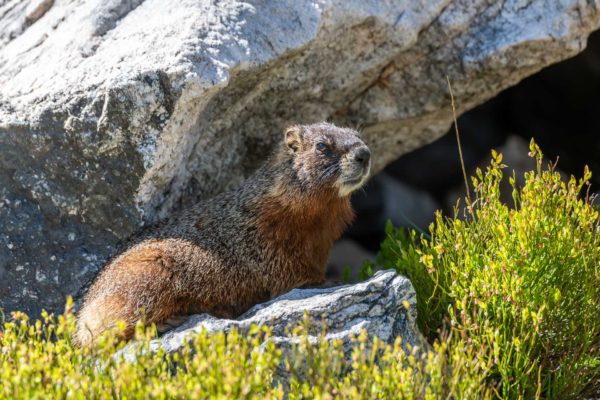 Gelbbauchmurmeltier [Marmota flaviventris]