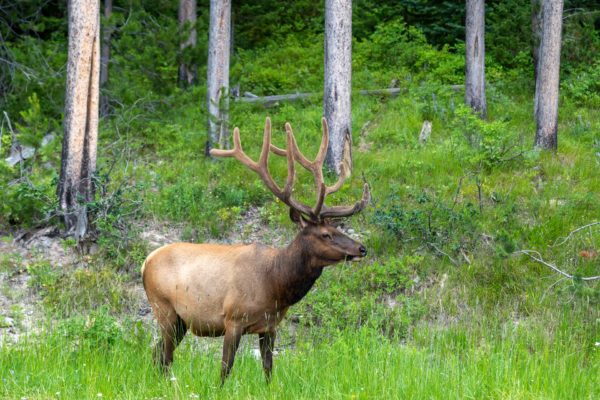 Wapiti [Cervus canadensis]