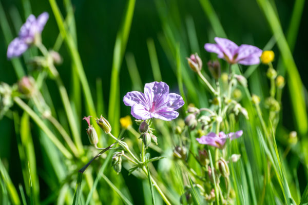 Blühende Blumen findet man überall.