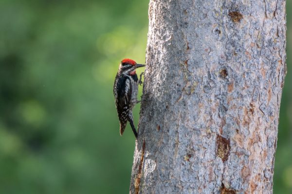 Rotnacken-Saftlecker, Red-naped Sapsucker [Sphyrapicus nuchalis]