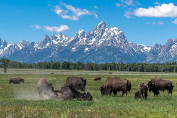 Bison [Bos bison] vor dem Grand Teton