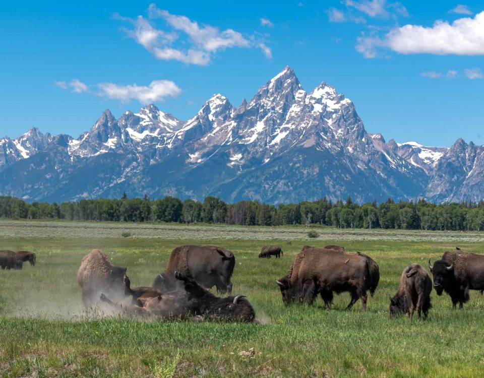 Bison [Bos bison] vor dem Grand Teton