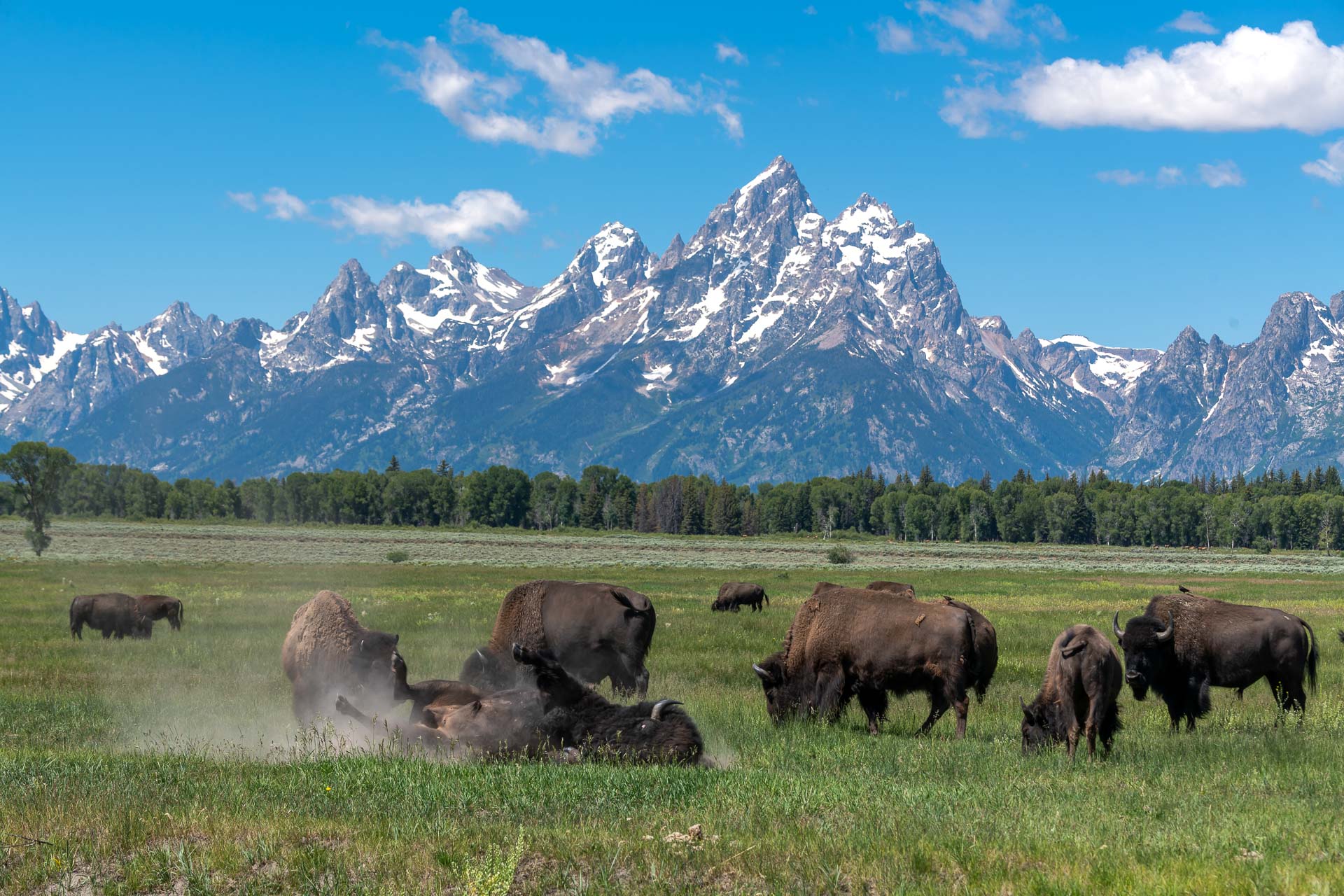 Bison [Bos bison] vor dem Grand Teton
