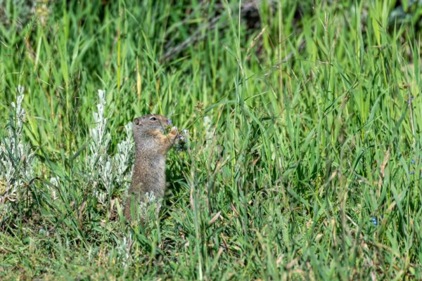 Uinta-Ziesel, Uinta Ground Squirrel [Spermophilus armatus]