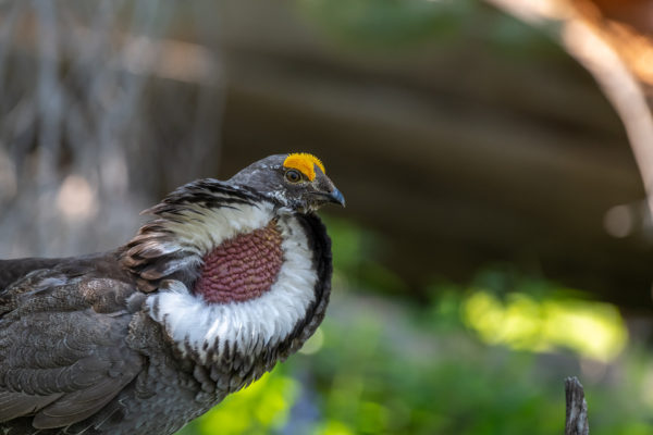 Felsengebirgshuhn, Dusky Grouse [Dendragapus obscurus]