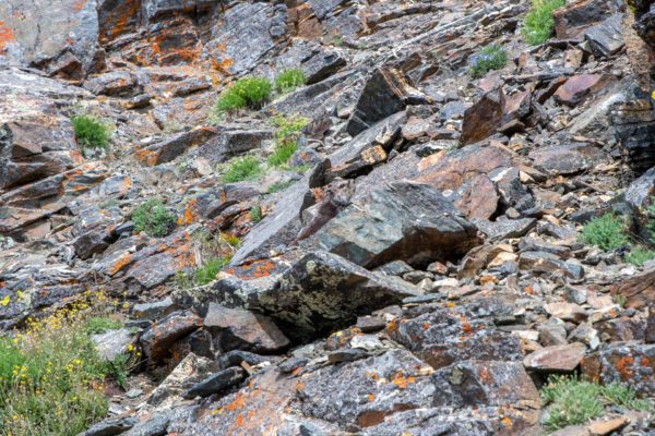 Gelbbauchmurmeltier [Marmota flaviventris]