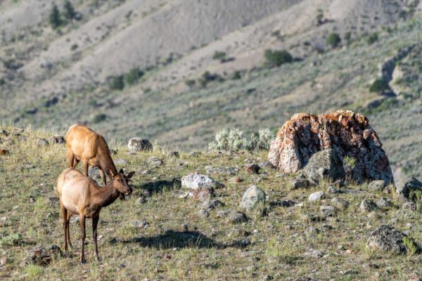 Wapiti [Cervus canadensis]