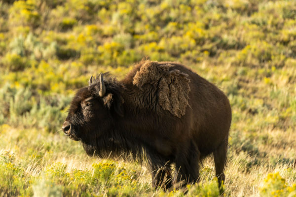 Bison [Bos bison]