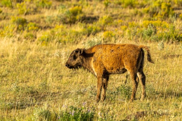 Bison Kalb [Bos bison]