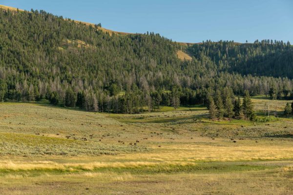 Bison [Bos bison] im Lamar Valley