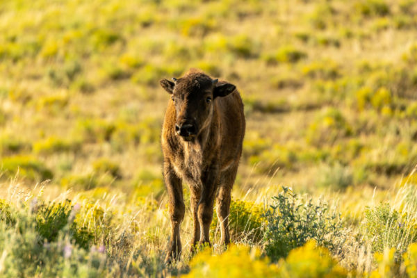 Bison Kalb [Bos bison]