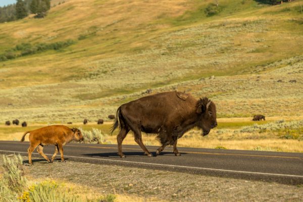 Bison [Bos bison]