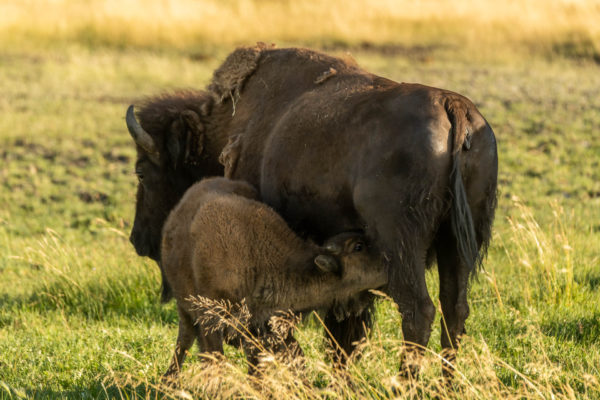 Bison [Bos bison]