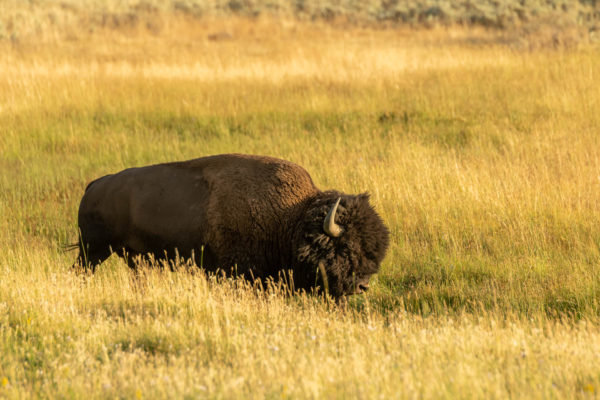 Bison [Bos bison]