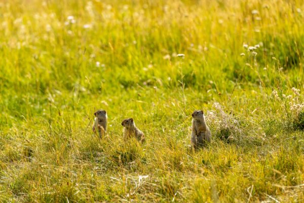 Uinta-Ziesel [Spermophilus armatus]