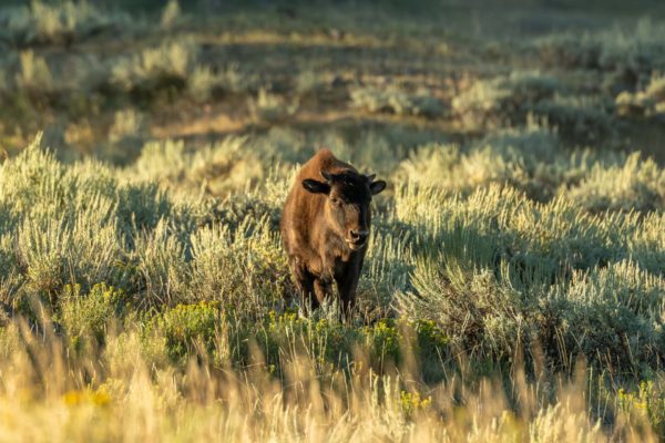 Bison [Bos bison]