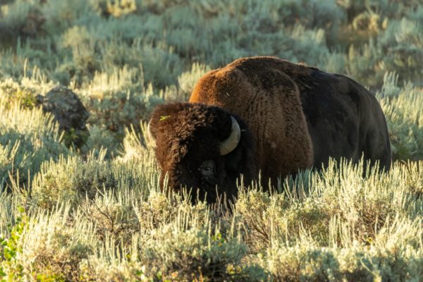 Bison [Bos bison]