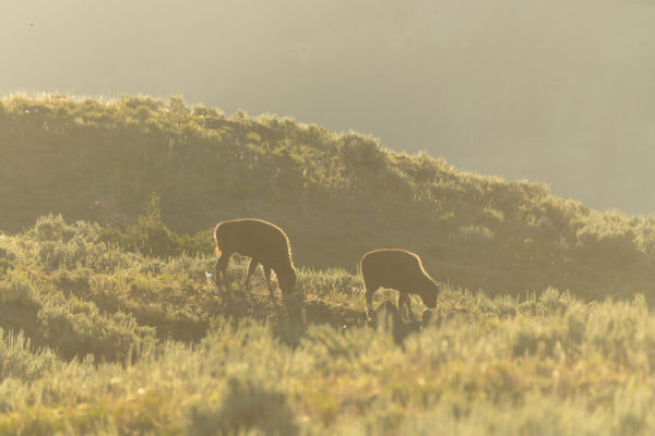 Bison [Bos bison]