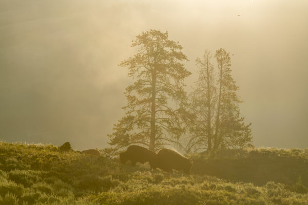 Bison [Bos bison]