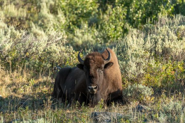 Bison [Bos bison]