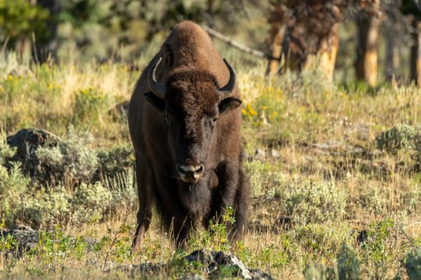 Bison [Bos bison]