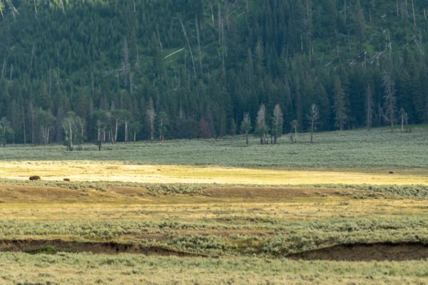 Bison [Bos bison], Wolf [Canis lupus], Grizzly Bär [Ursus arcto