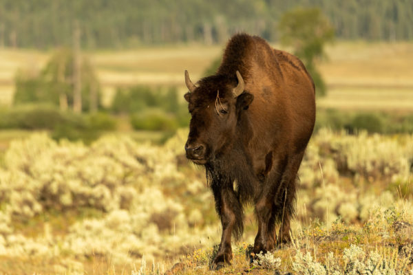 Bison [Bos bison]