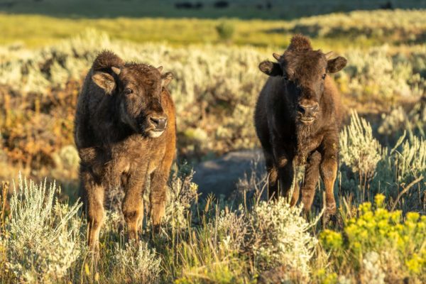 Bison Kälber [Bos bison]