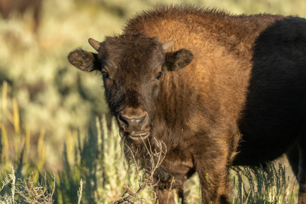 Bison Kalb [Bos bison]