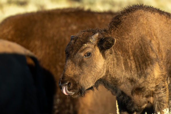 Bison [Bos bison]