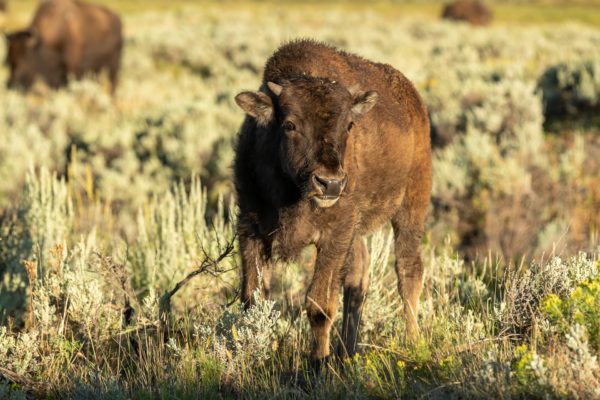 Bison Kalb [Bos bison]