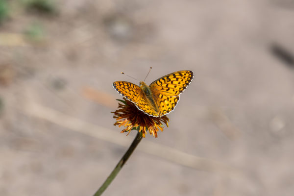 Great Spangled Fritillary [Speyeria cybele]