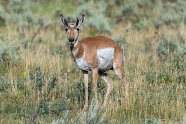 Gabelbock [Antilocapra americana]