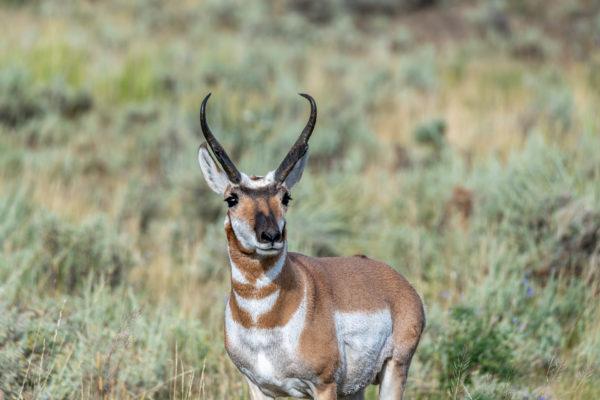 Gabelbock [Antilocapra americana]