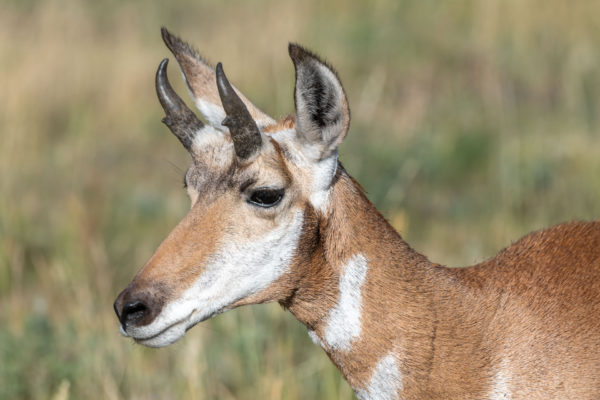 Gabelbock [Antilocapra americana]