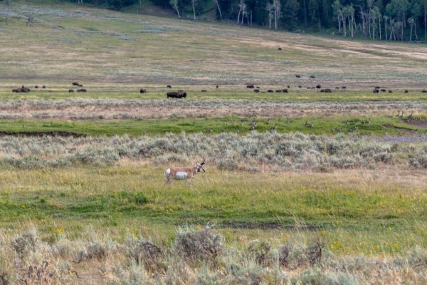 Gabelbock [Antilocapra americana], Kanadagans [Branta canadensis], Bison [Bos bison]