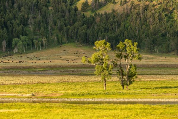 Lamar Valley